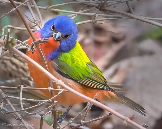 Colorful painted bunting perched among dry tangled vines