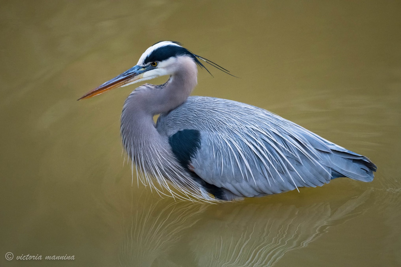 Great blue heron standing in golden-hued water
