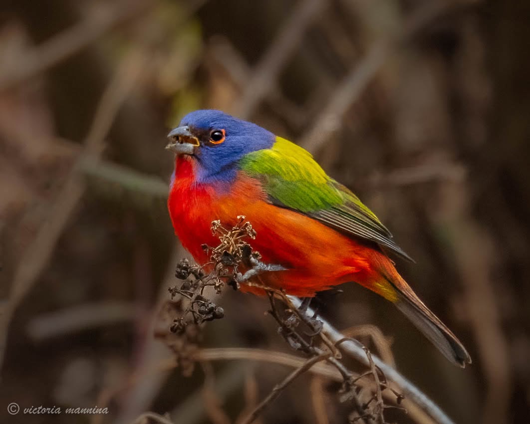 Painted bunting perched on dried berry stem