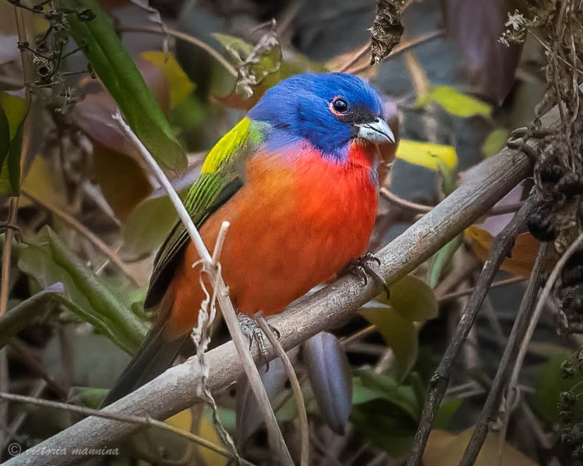 Painted bunting perched among vines and leaves