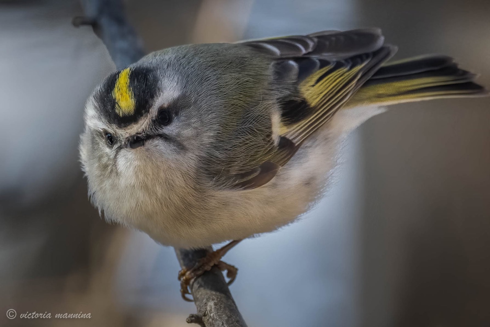 Golden-crowned kinglet fluffed up, facing camera