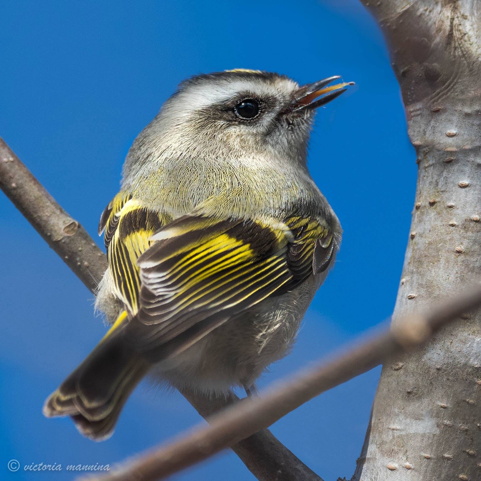 Golden-crowned kinglet on branch, tail fanned, blue sky