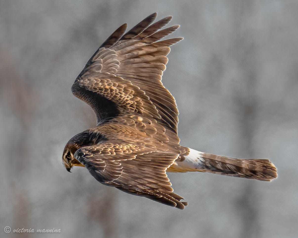 Northern harrier in flight, wings raised over marsh