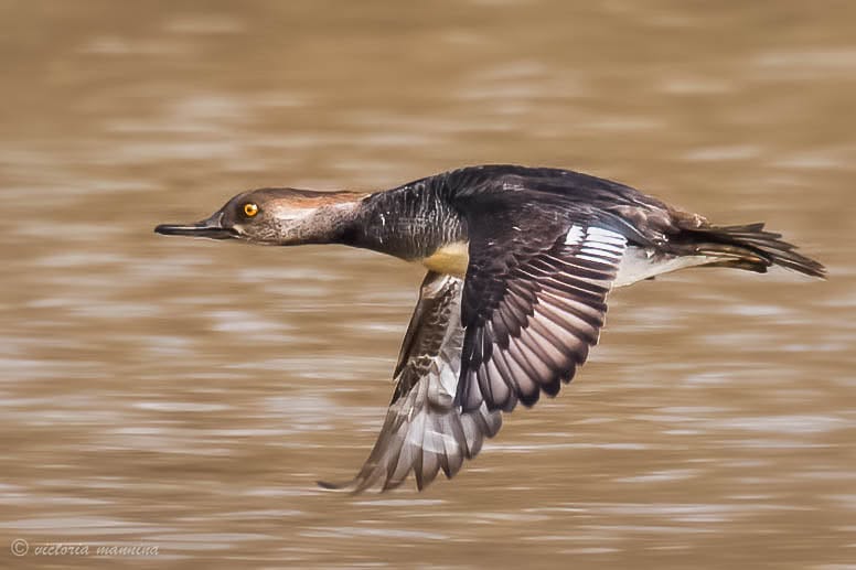 Female diving duck in flight low over water