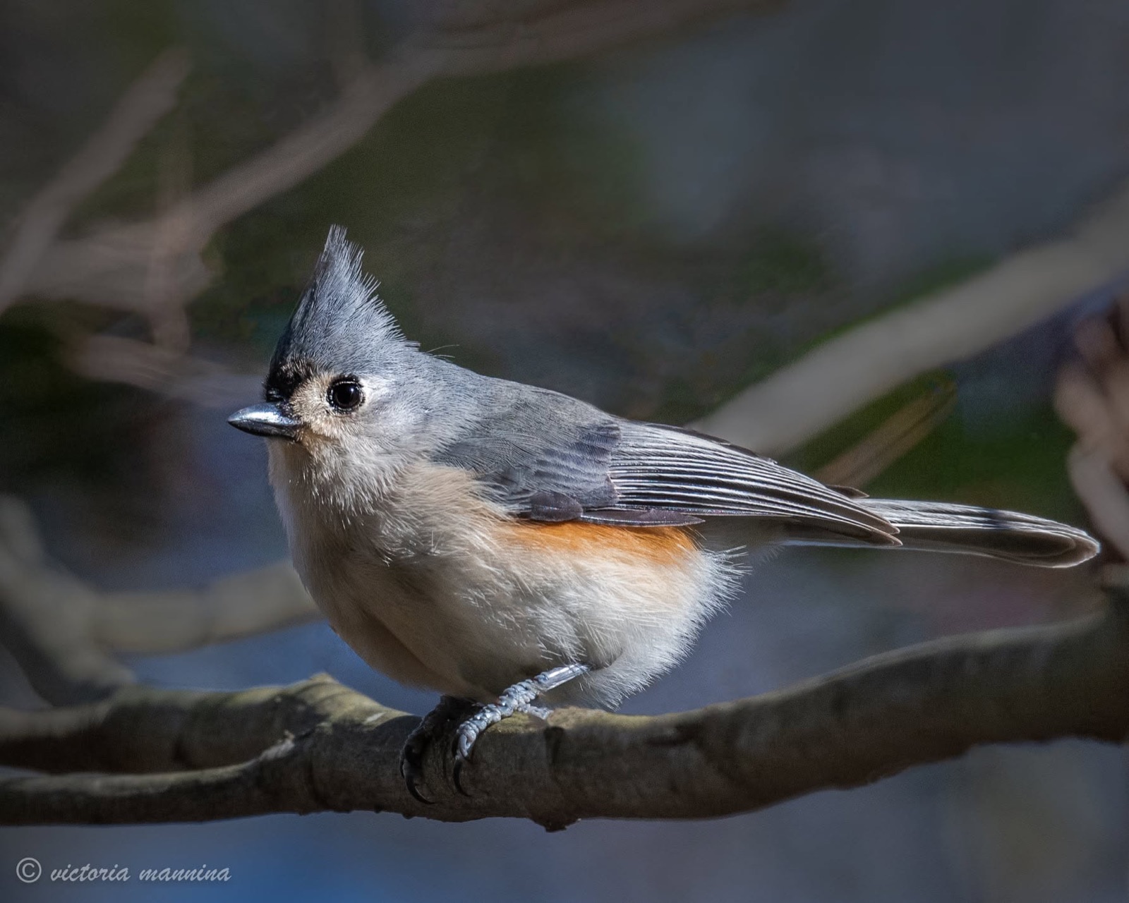 Tufted titmouse perched on a branch