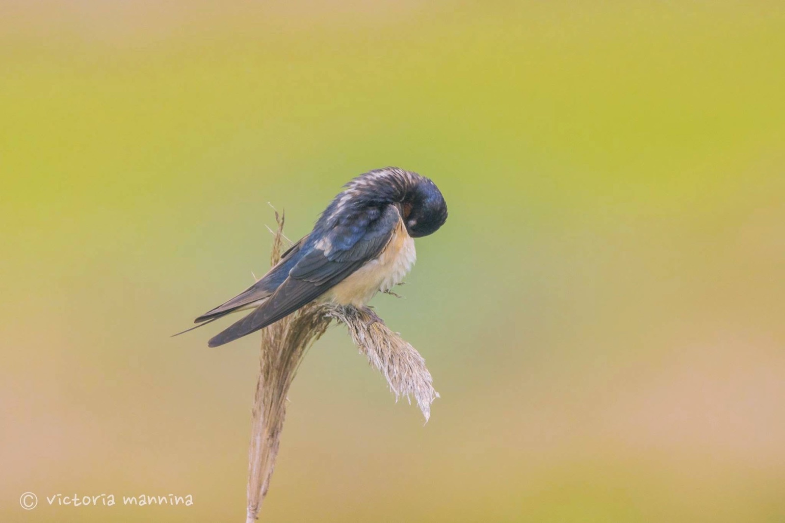 Barn swallow perched on a dried reed, preening its feathers