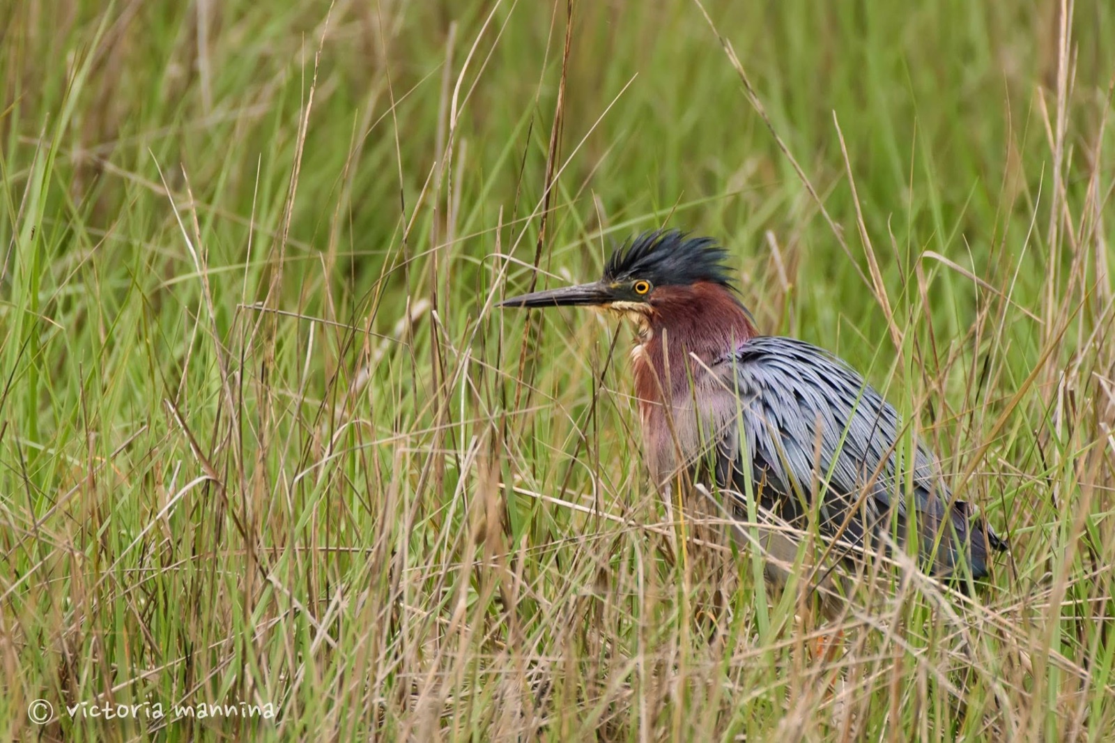 Green heron standing camouflaged in tall marsh grass