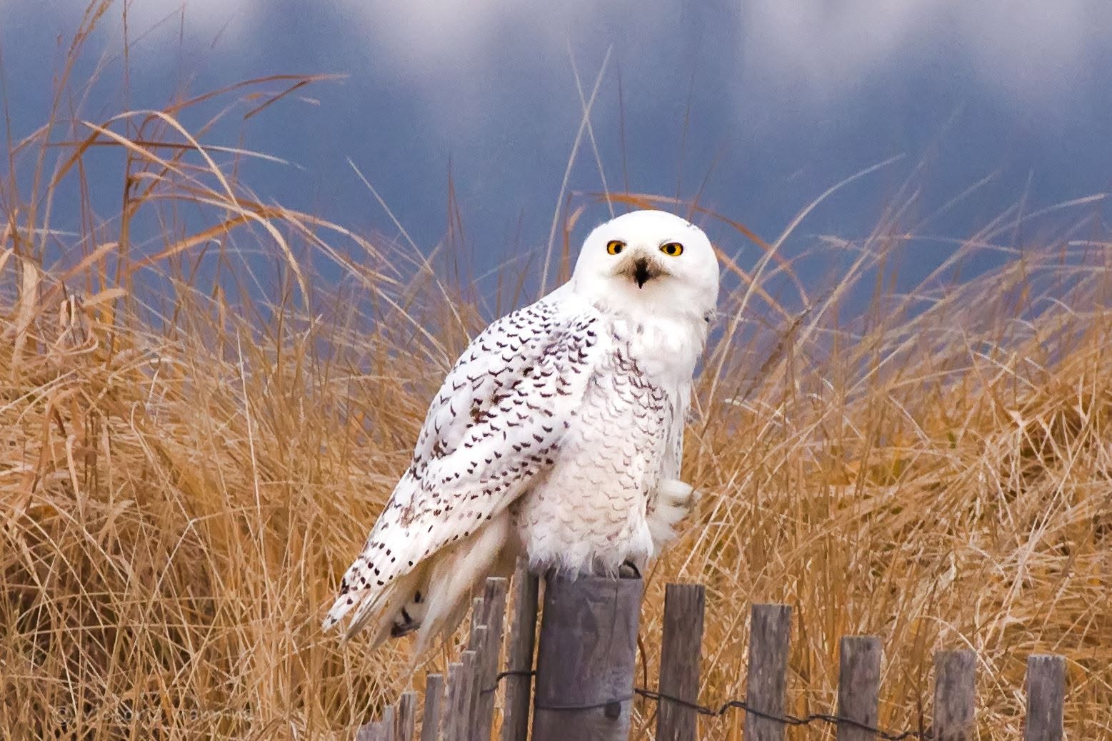 snowy owl perched on wooden fence post amid beach grass