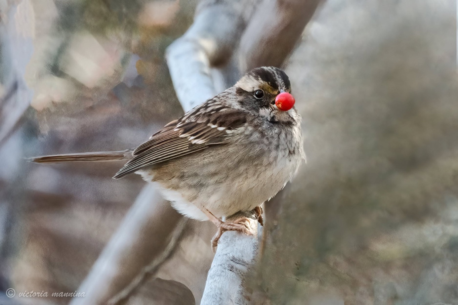 sparrow perched on branch holding a red berry in its beak