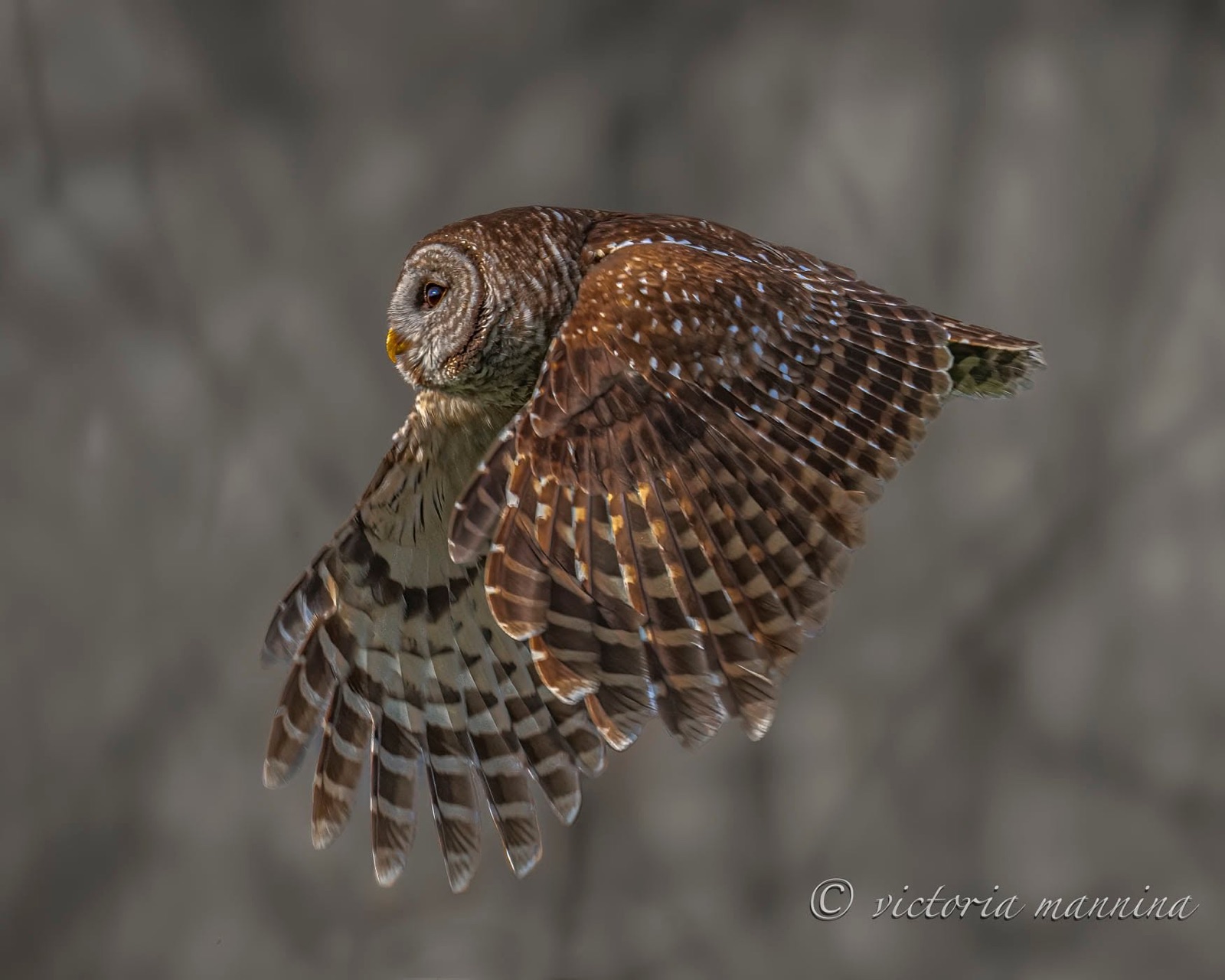 barred owl flying with wings fully spread