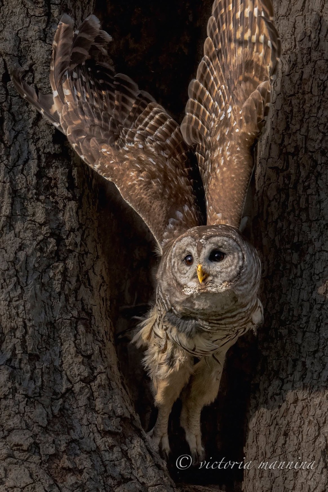barred owl flying straight at camera from tree cavity