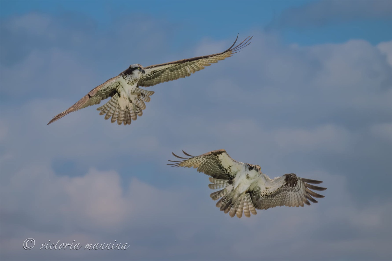 two ospreys banking together in flight