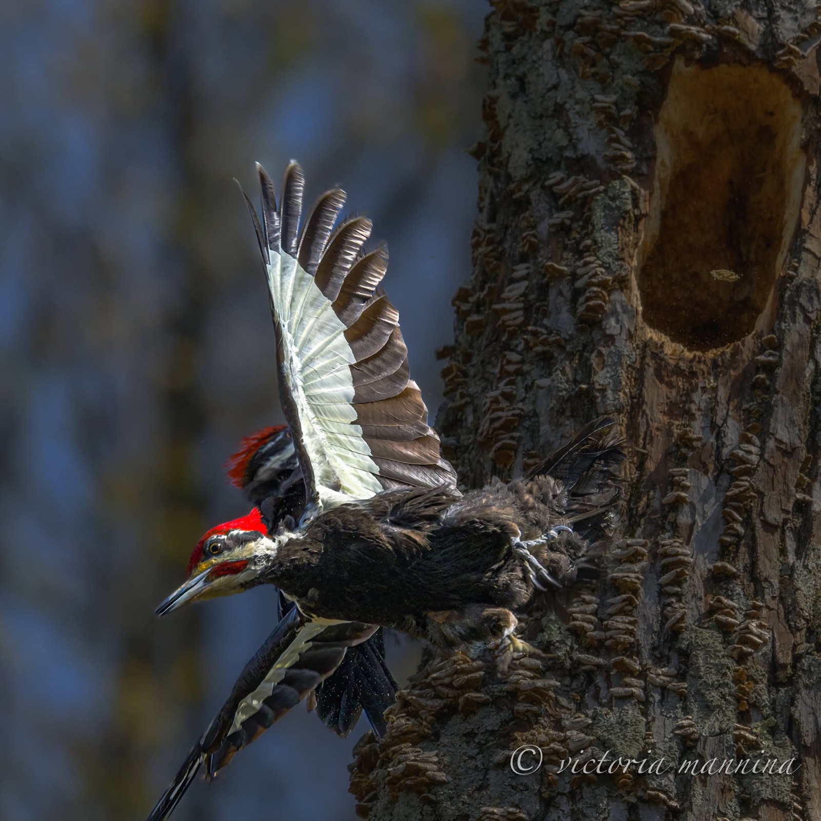 pileated woodpecker launching from tree trunk