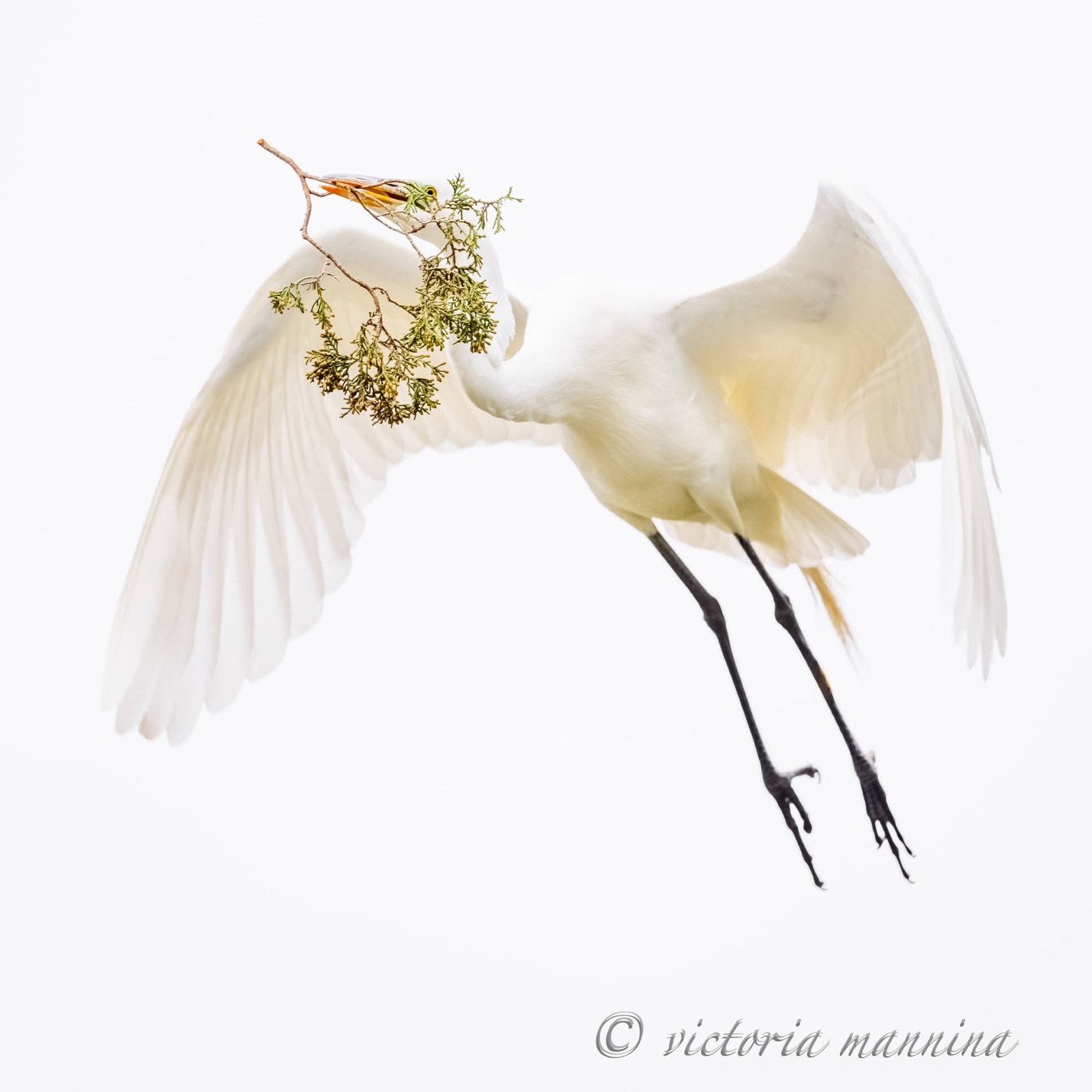 Great egret in flight carrying a leafy branch