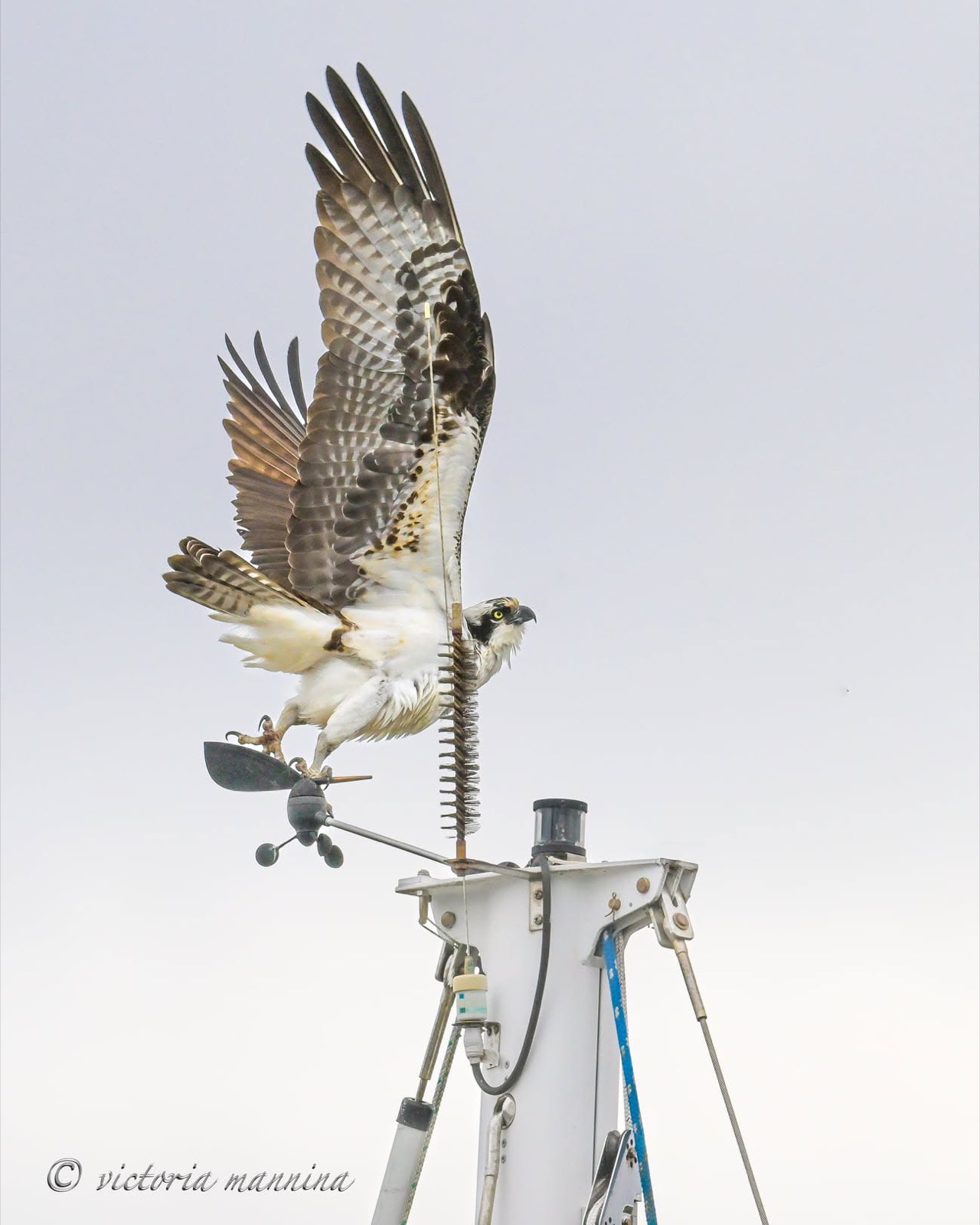 Osprey landing atop a boat's antenna mast