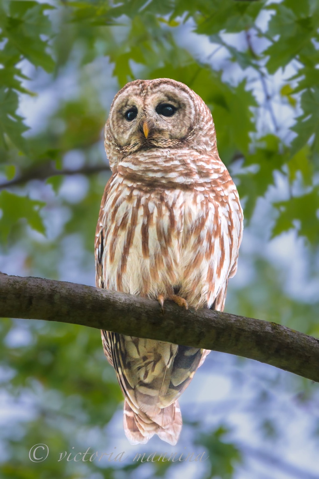 Barred owl perched on branch, staring at camera