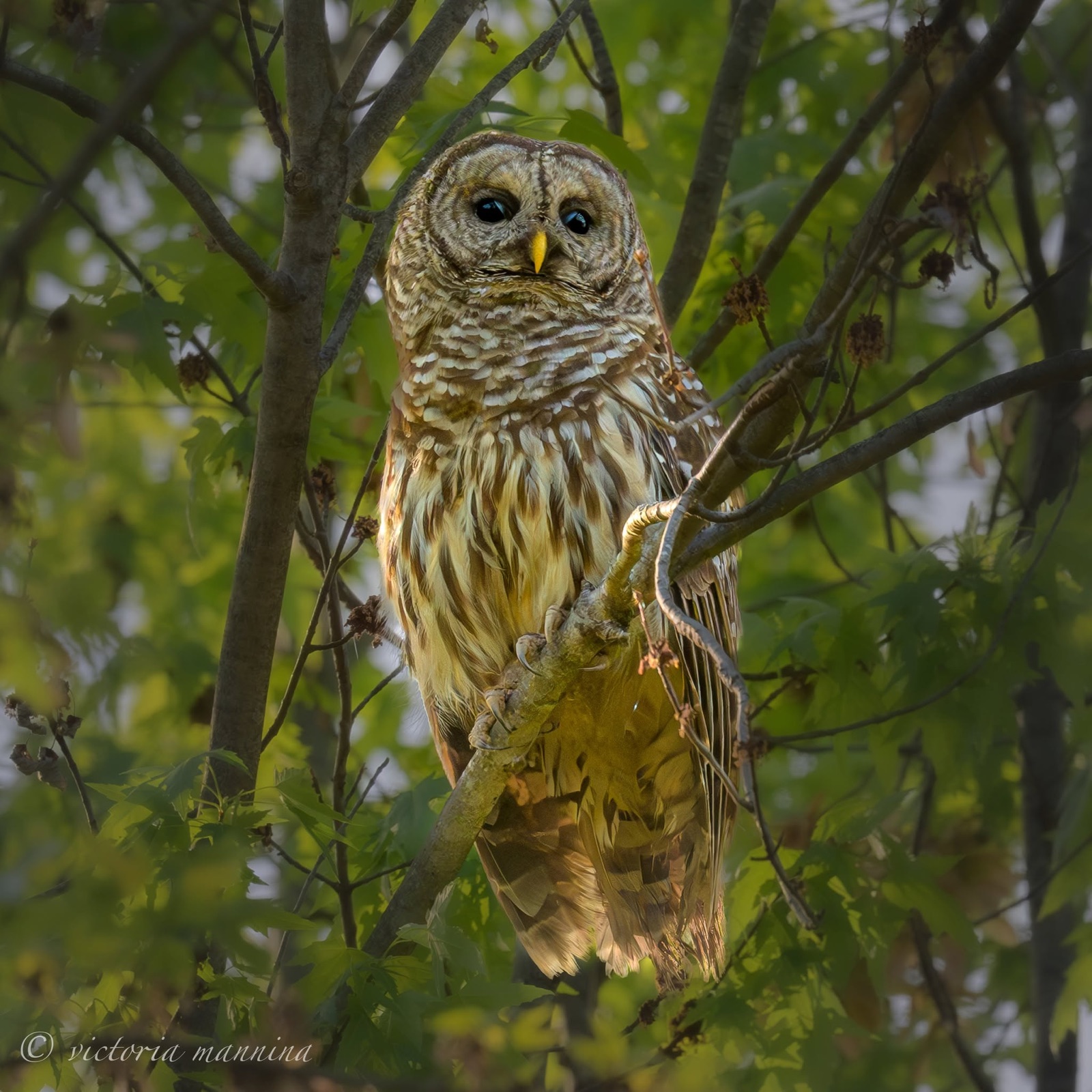 barred owl perched among green leaves