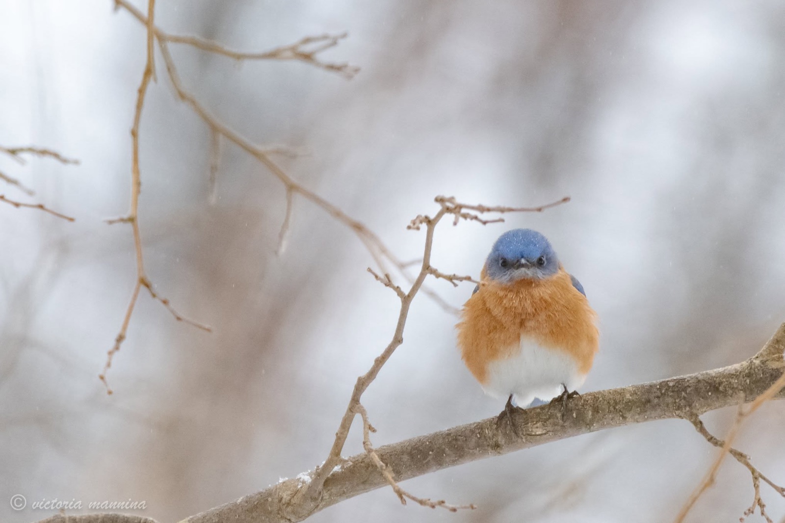 Eastern bluebird facing camera on a snowy branch