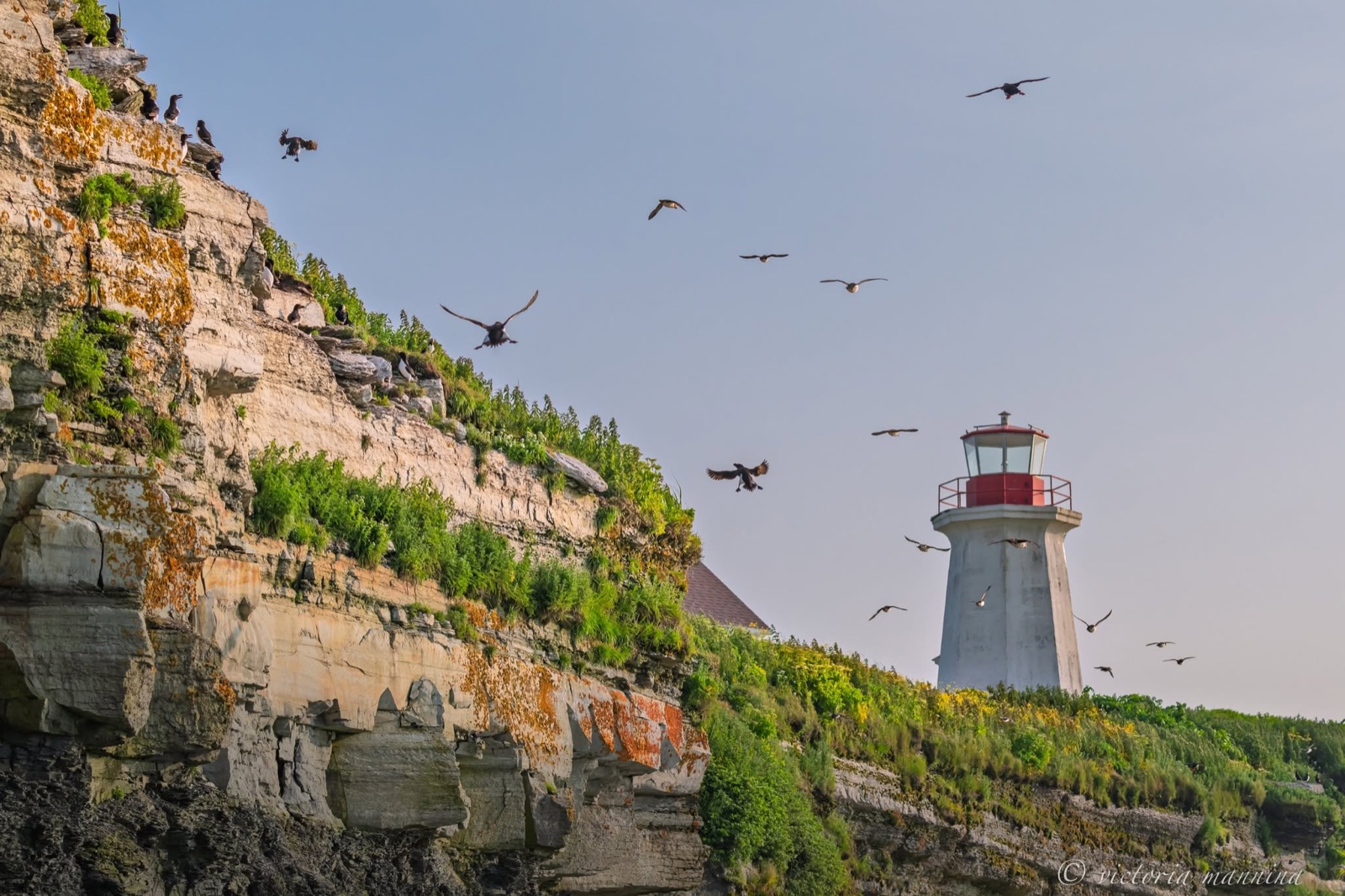 Lighthouse on a cliff with puffins and murres flying past
