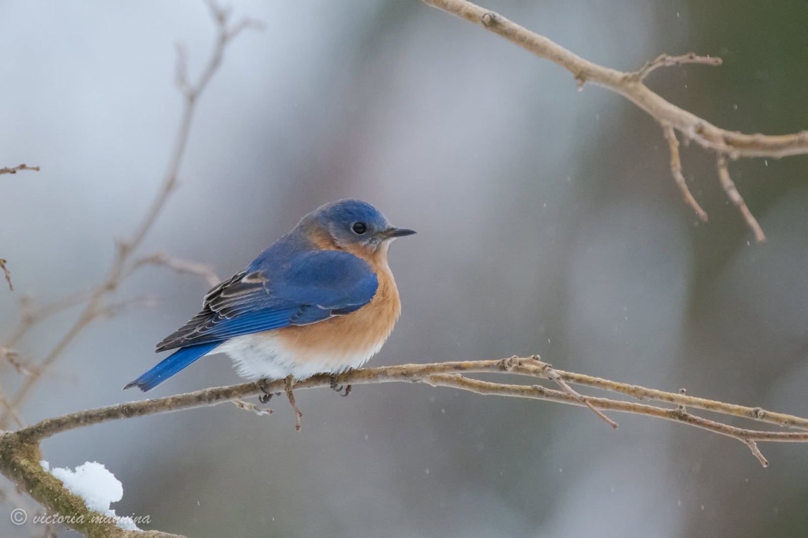 Eastern bluebird perched sideways on a bare branch