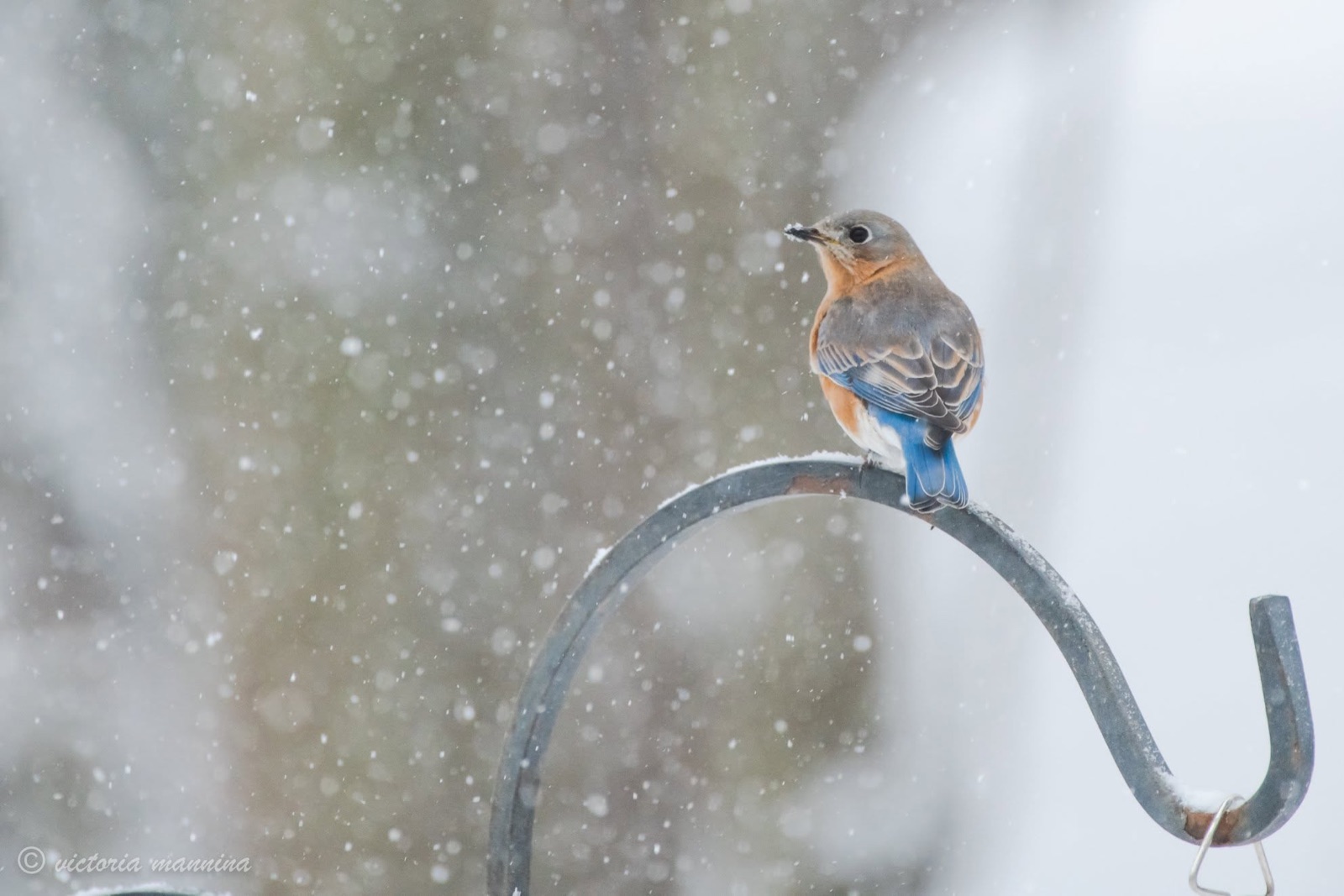 Eastern bluebird eating atop a metal hook in falling snow