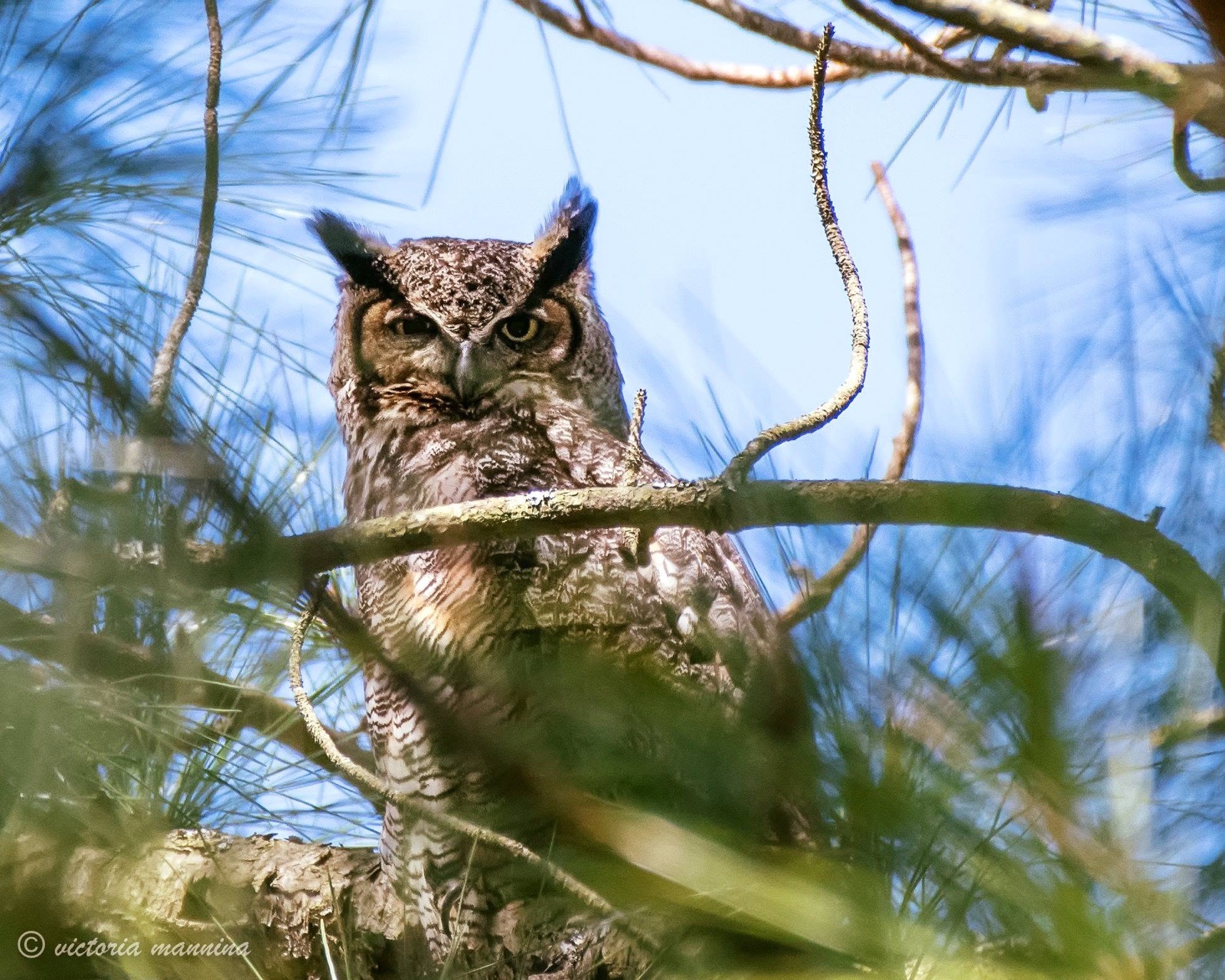 Great horned owl perched among pine branches