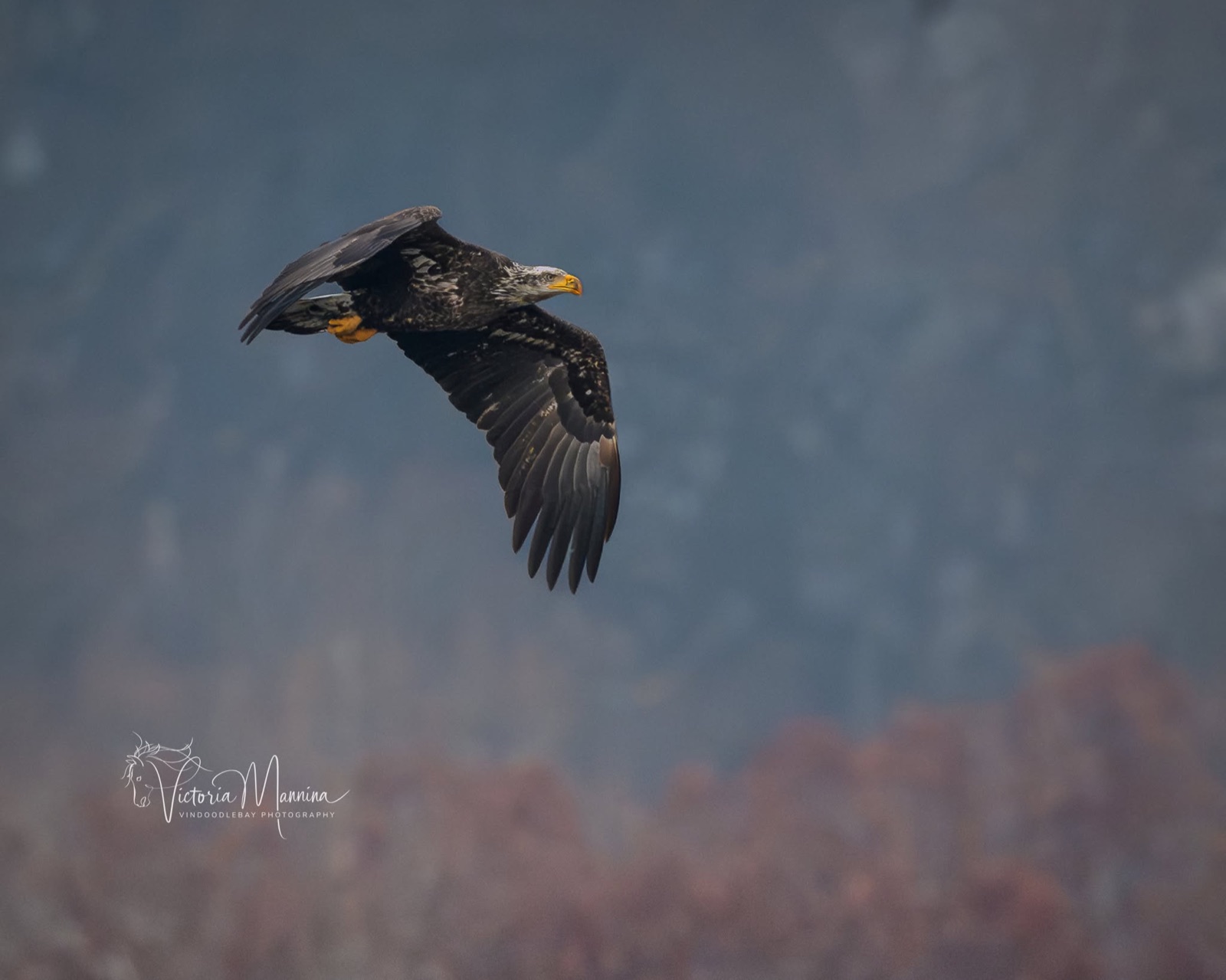 Juvenile bald eagle banking over autumn foliage