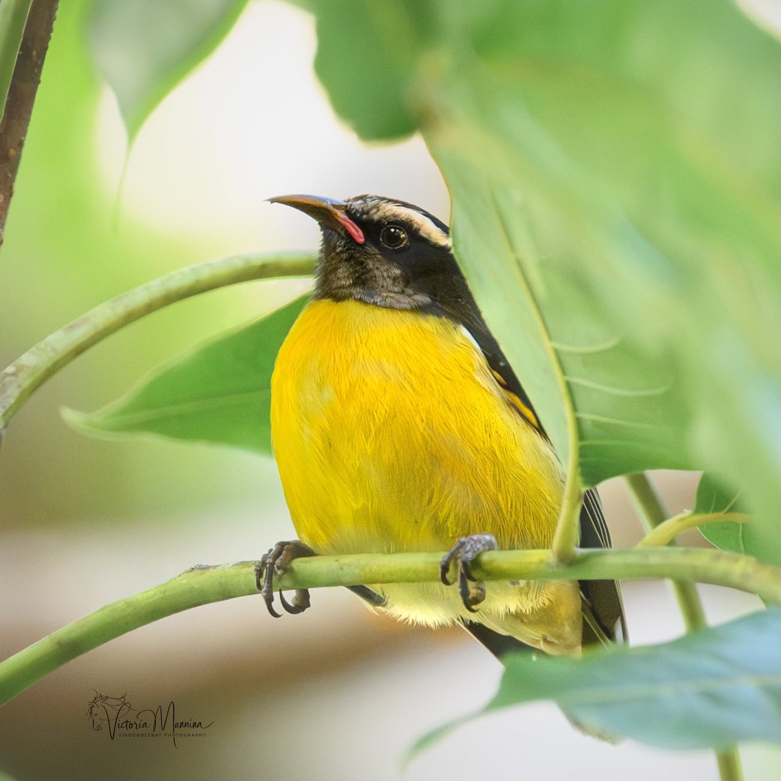 Yellow-breasted bananaquit perched on green branch