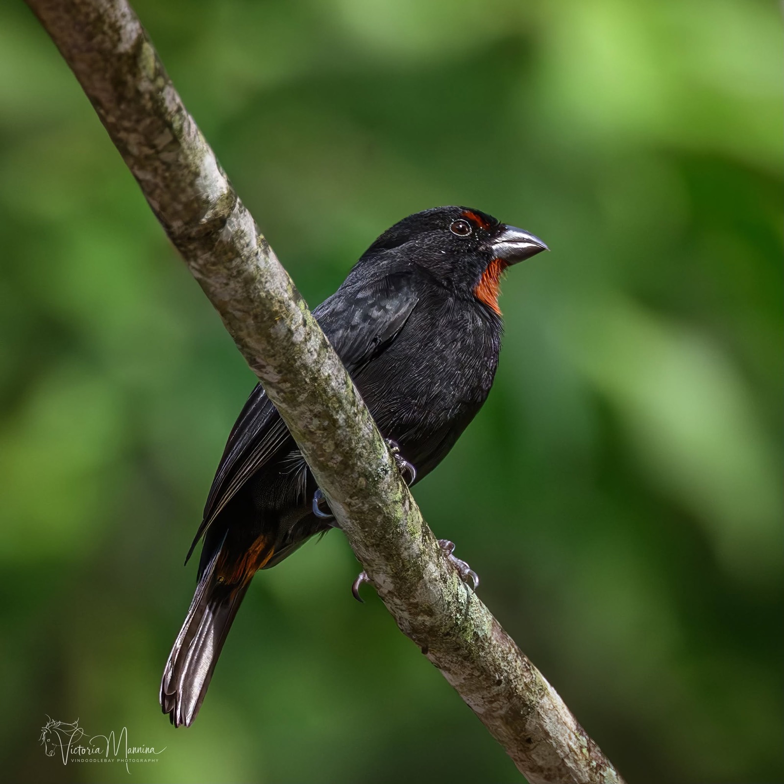 Black bullfinch with red throat patch perched on a branch