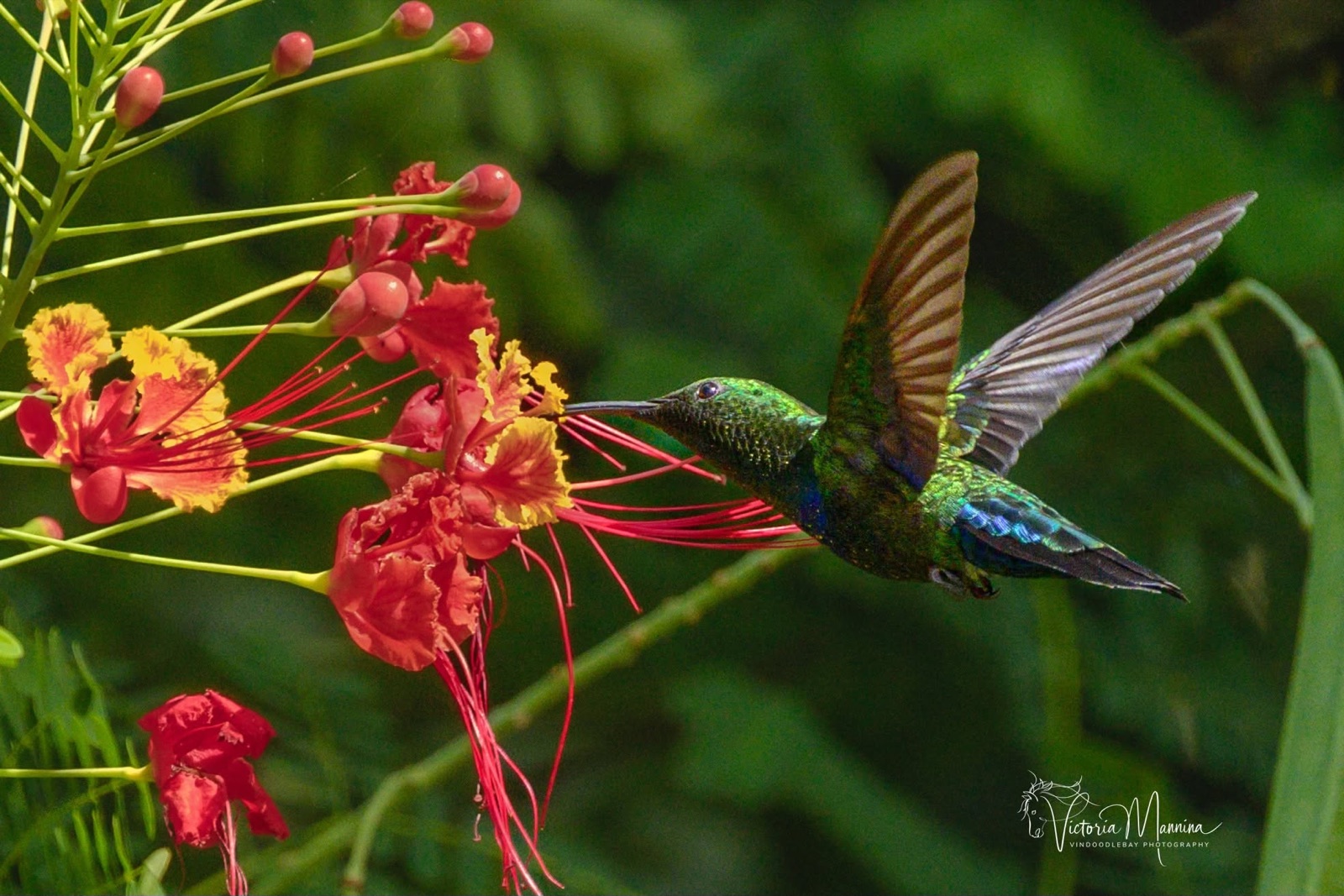Green hummingbird feeding at an orange Pride of Barbados flower