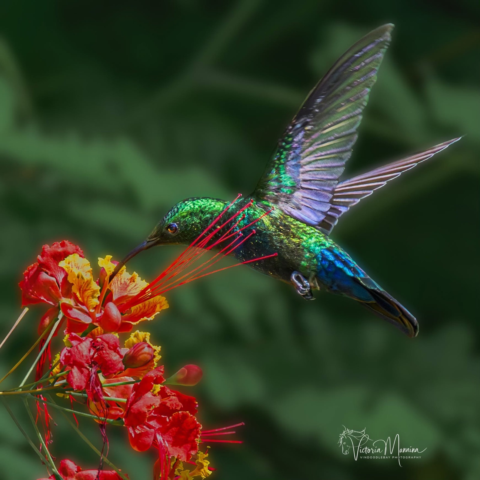 Hummingbird drinking nectar from red-orange flower
