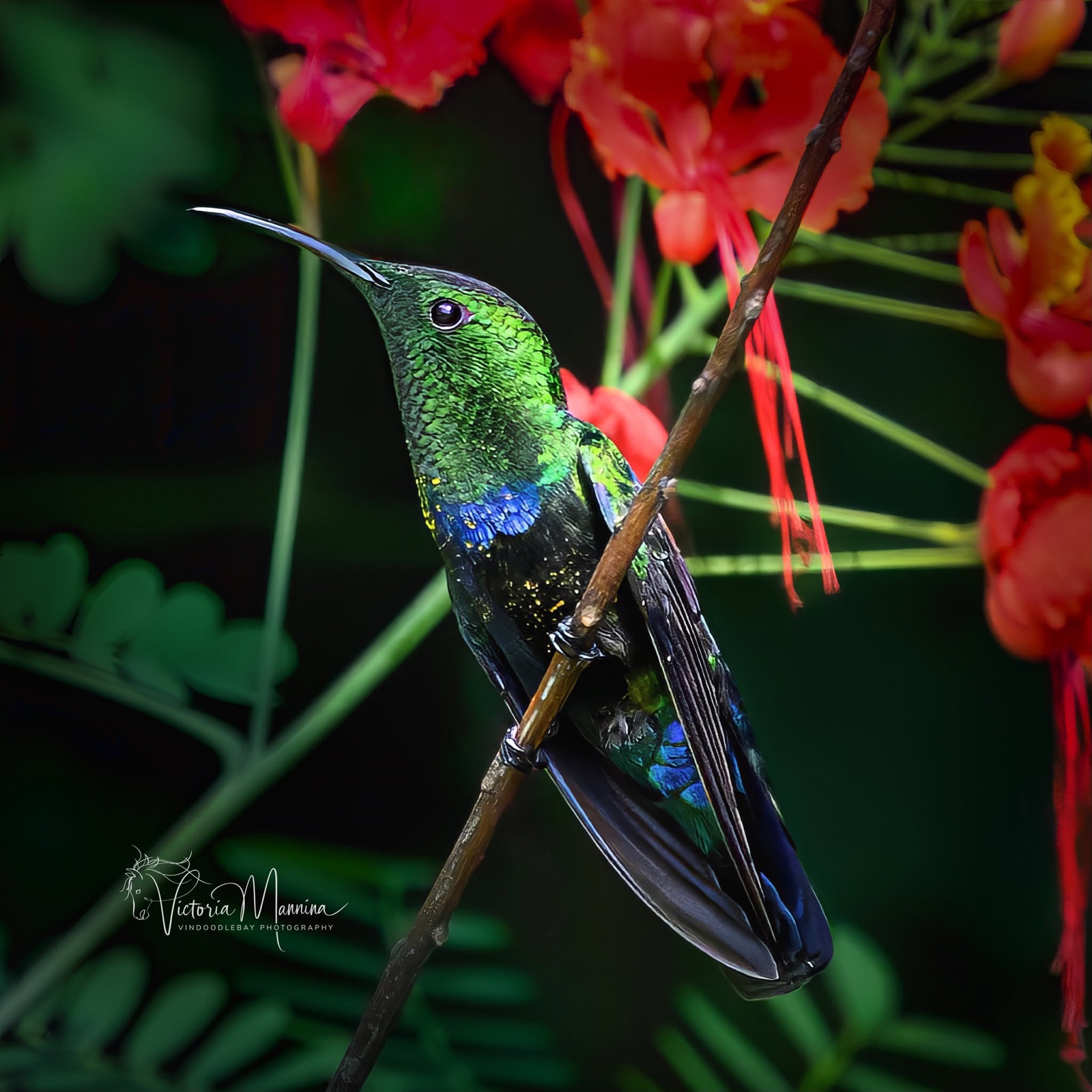 Green and blue hummingbird perched on twig among red flowers