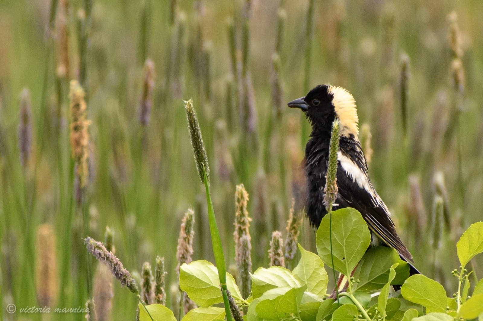 Black and cream bobolink perched in tall grass field