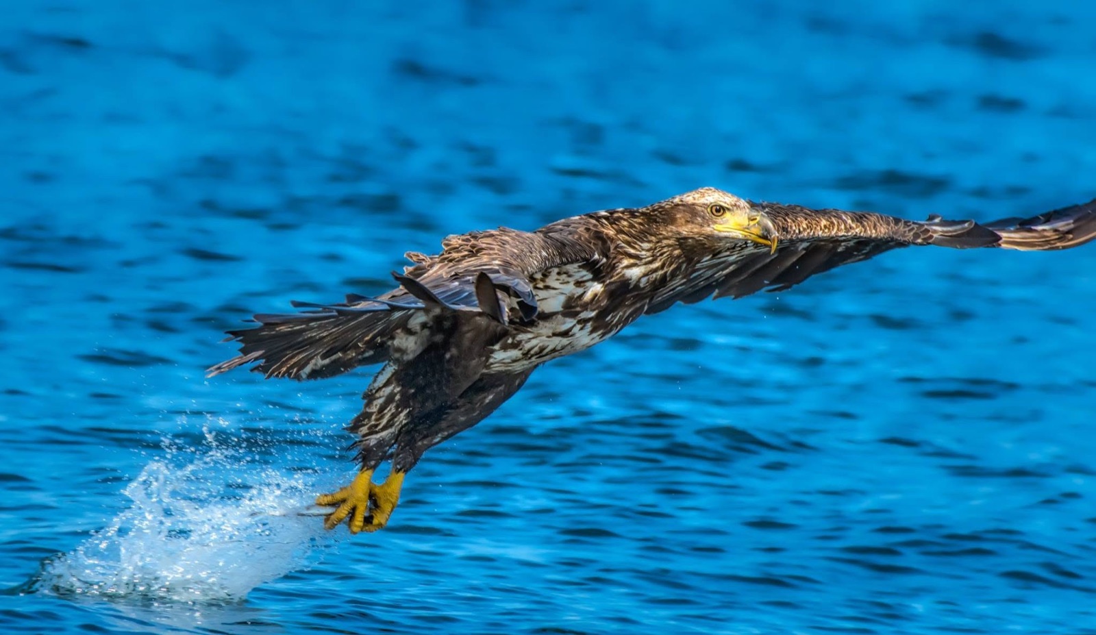 Juvenile bald eagle flying low over blue water, talons trailing splash