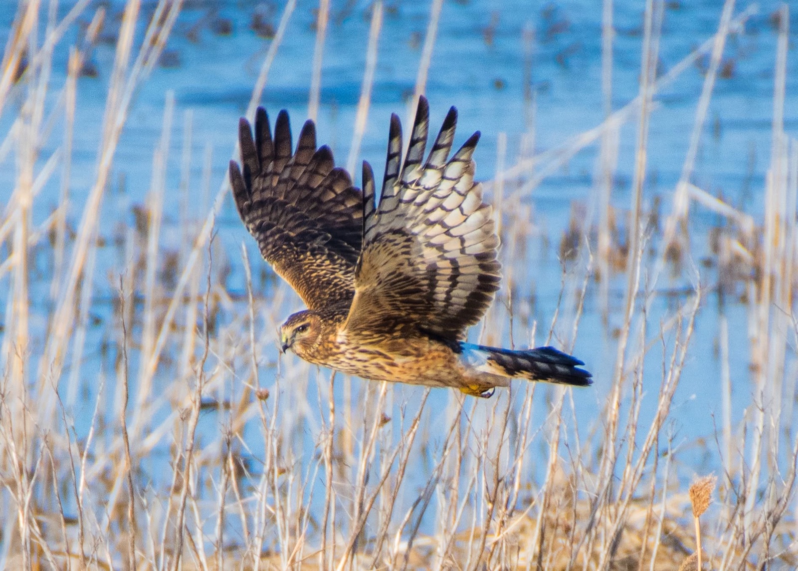 Northern harrier flying low, wings raised over marsh