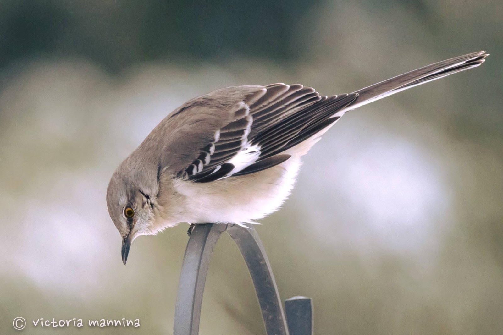 Northern mockingbird perched on shepherd's hook, head tilted