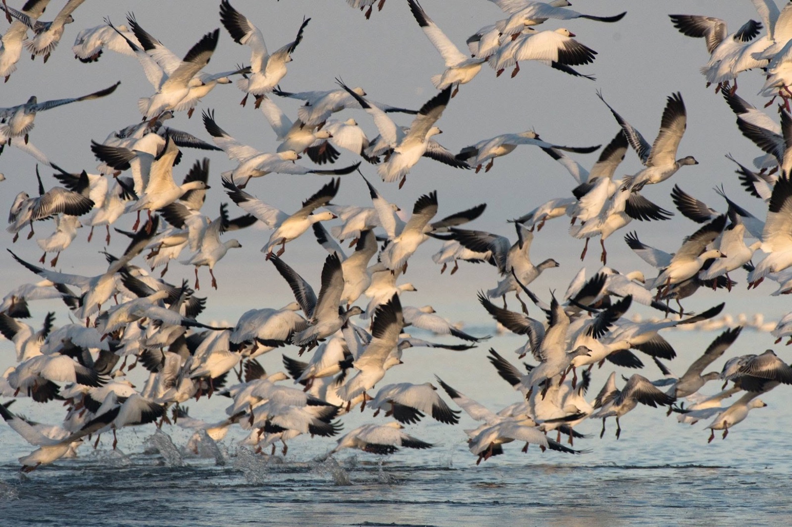 huge flock of snow geese bursting off water