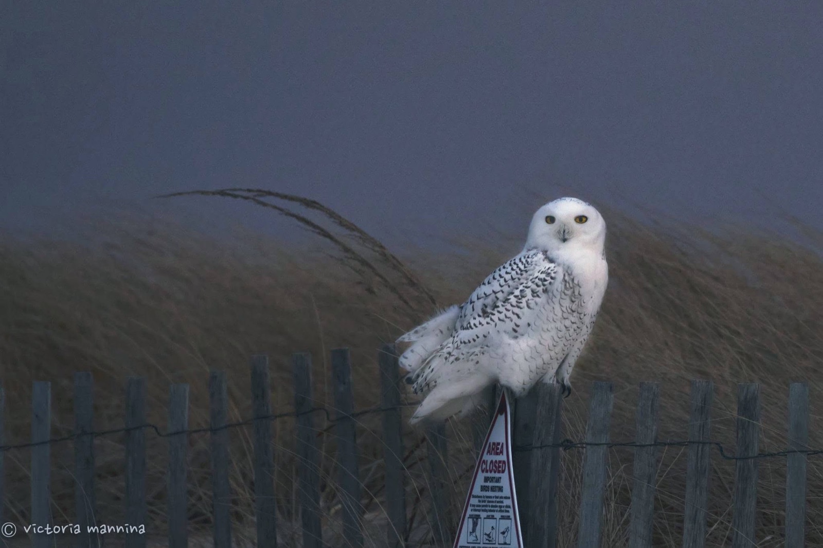 snowy owl perched on beach fence post at dusk
