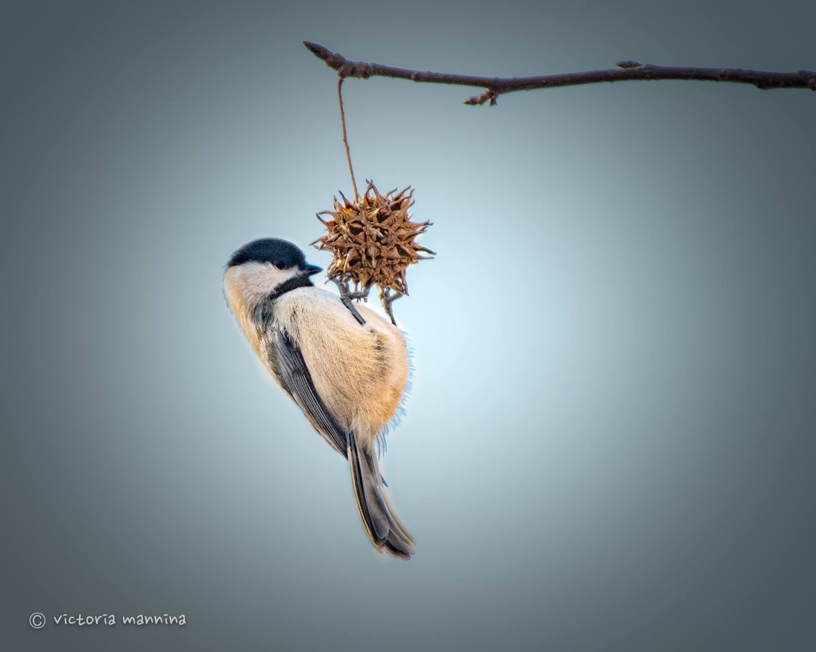 chickadee clinging to hanging sweetgum seed pod