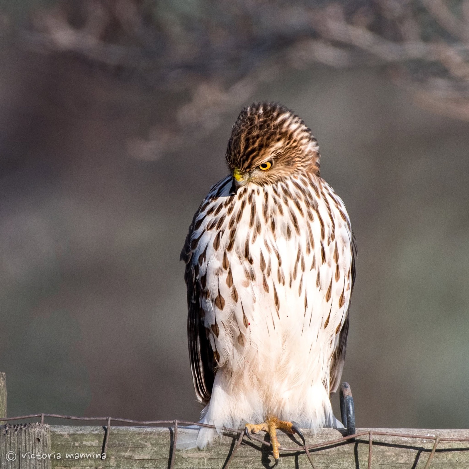 young hawk on wire fence, head turned back