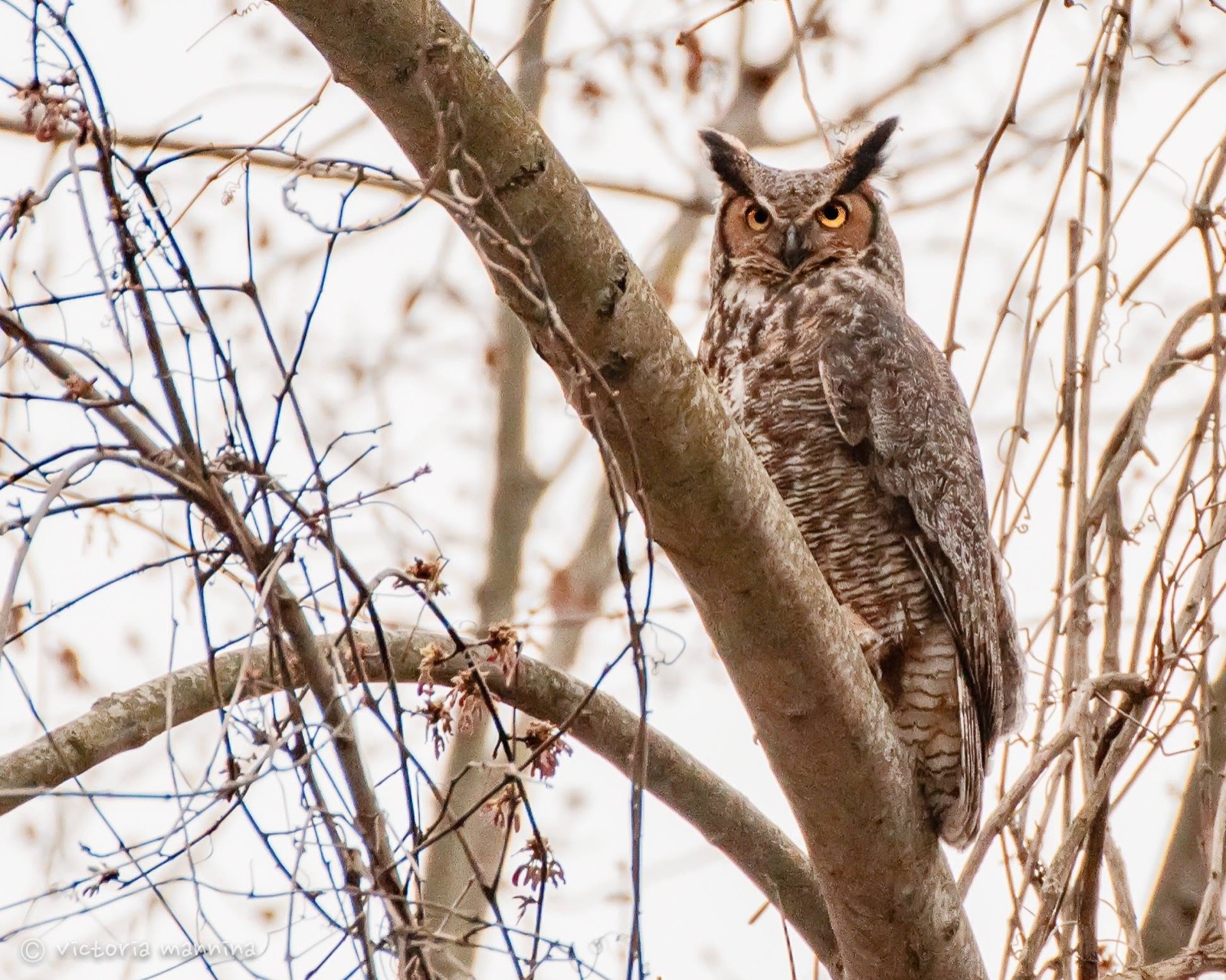 great horned owl perched in bare winter branches