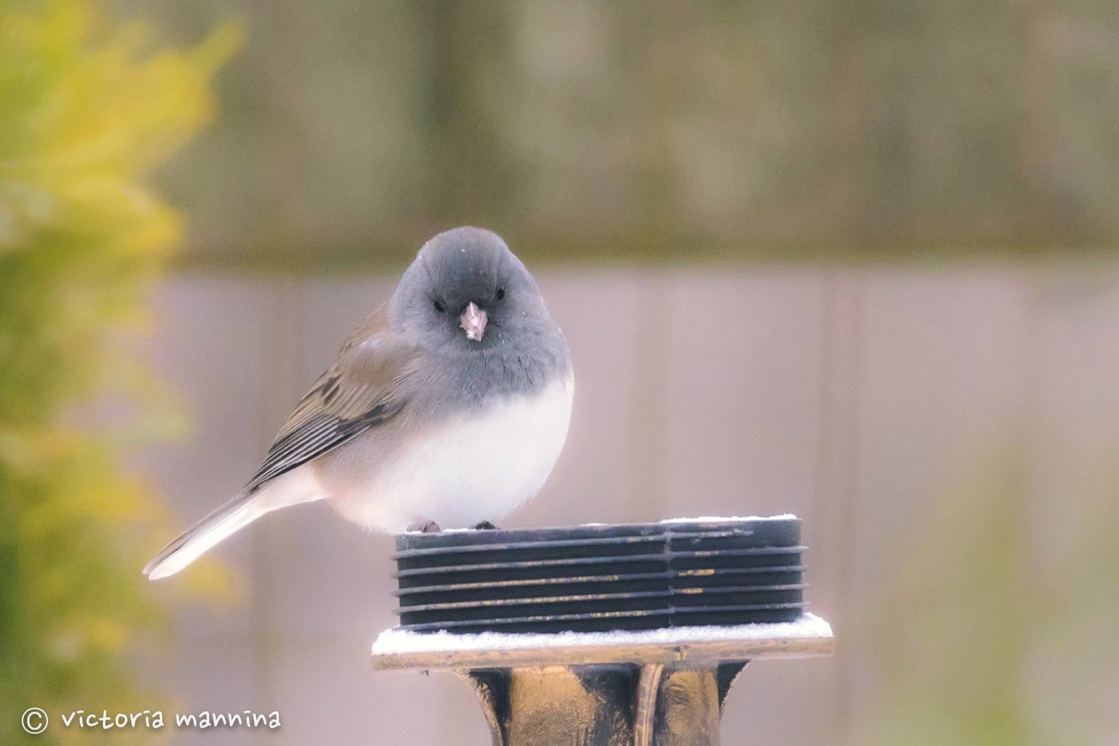 dark-eyed junco perched on frosted lamp post