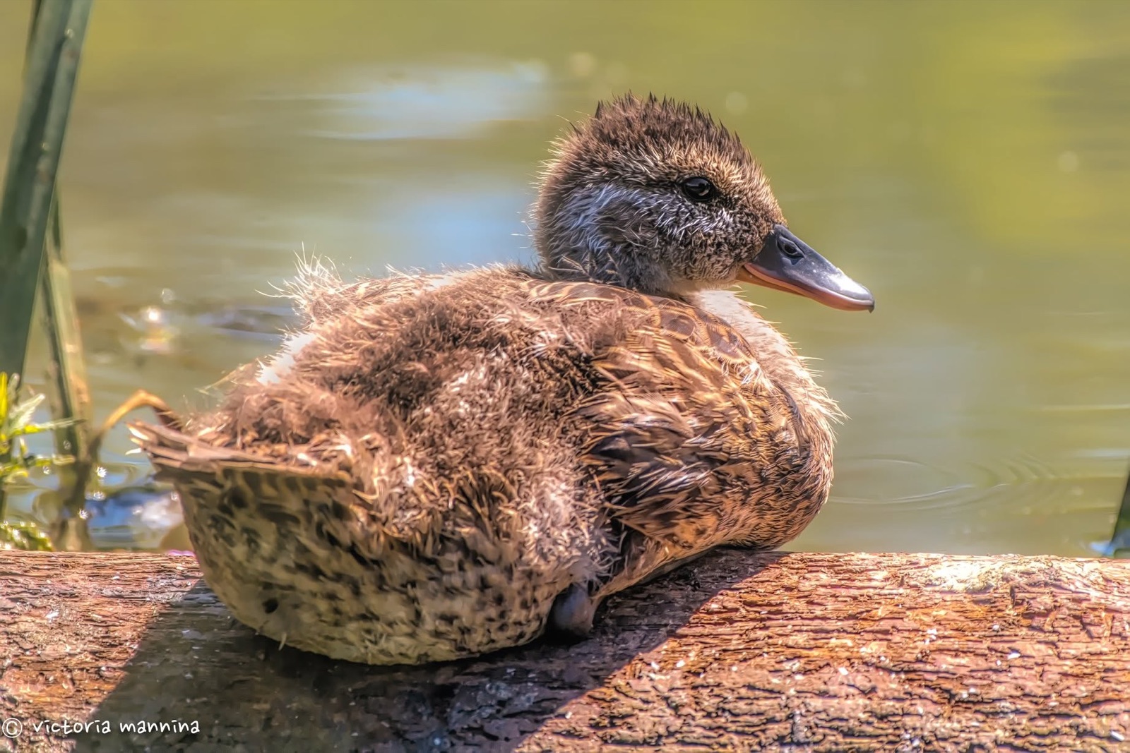 Fluffy young duck resting on log by pond