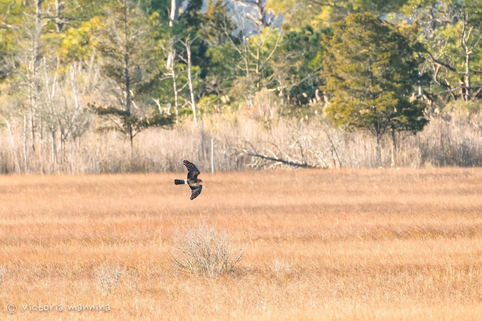 Hawk flying low over golden marsh grass