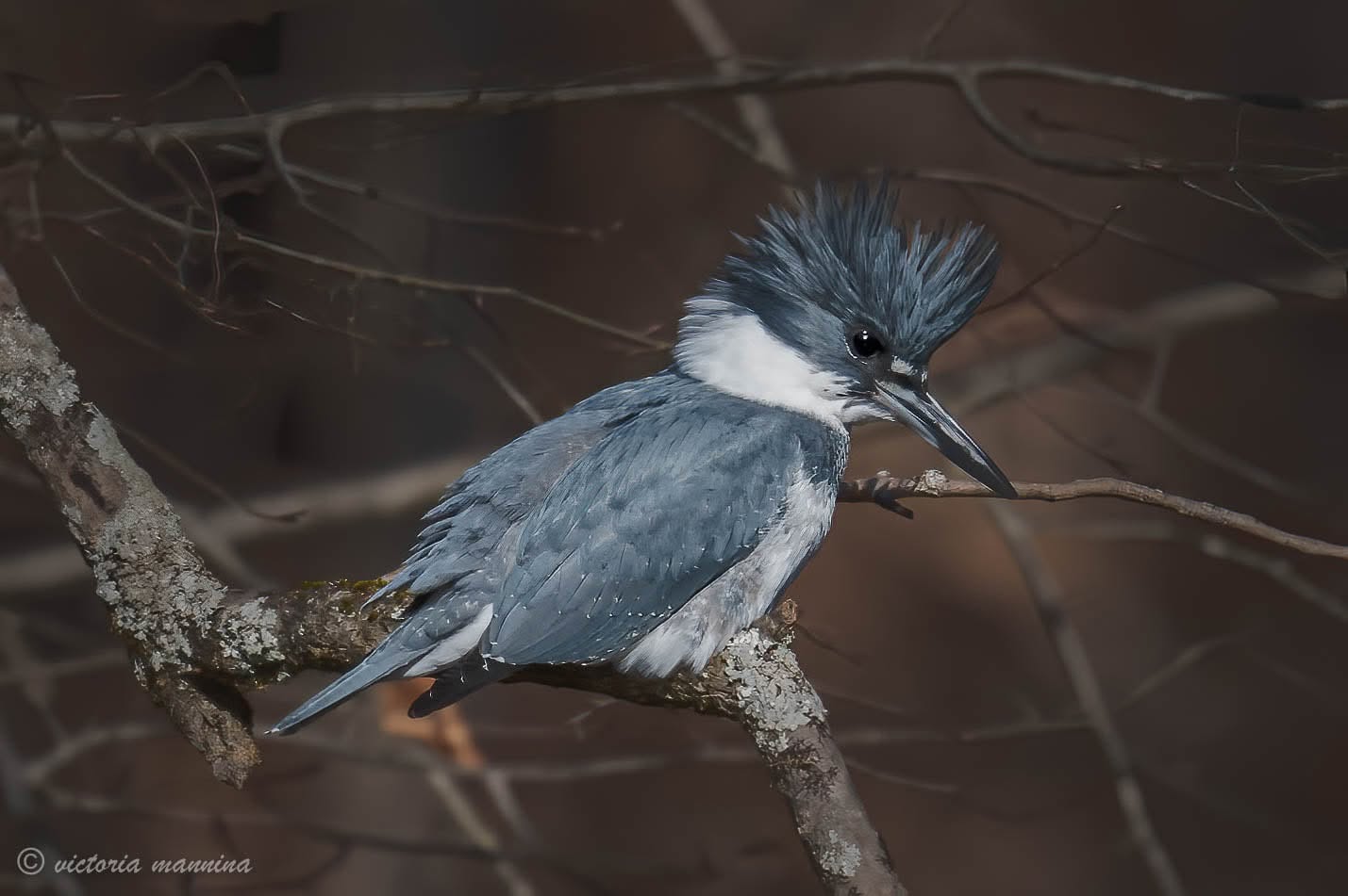 Belted kingfisher perched on lichen-covered branch