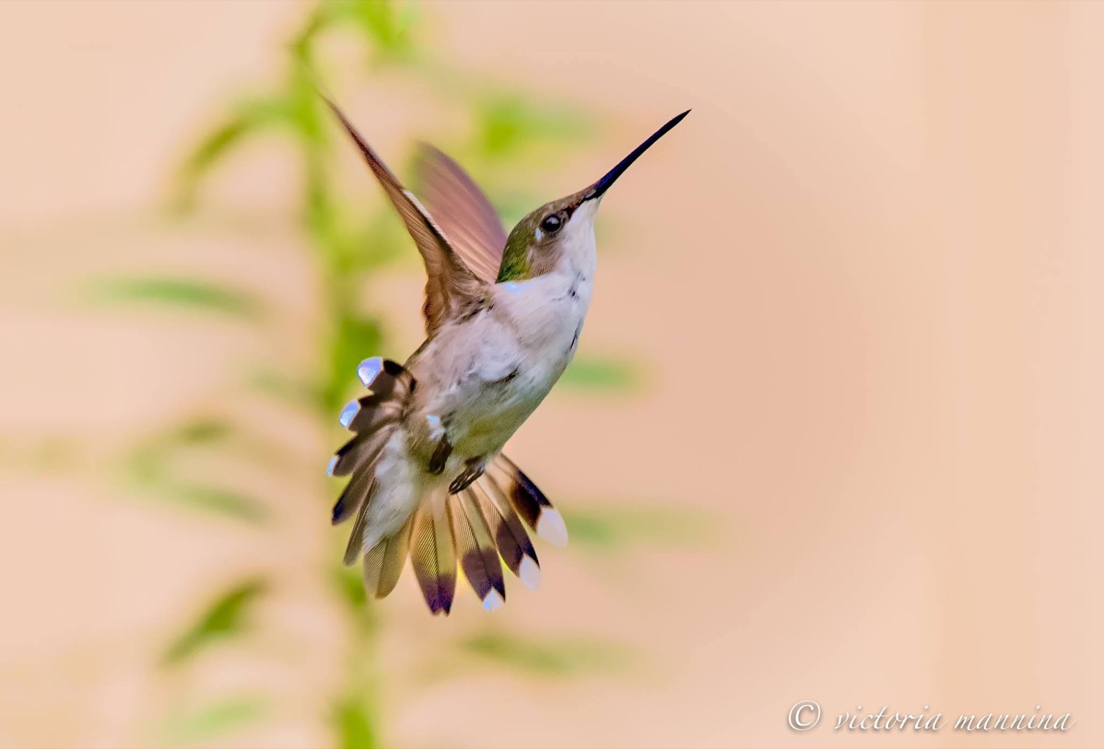 Hummingbird flying beside green plant