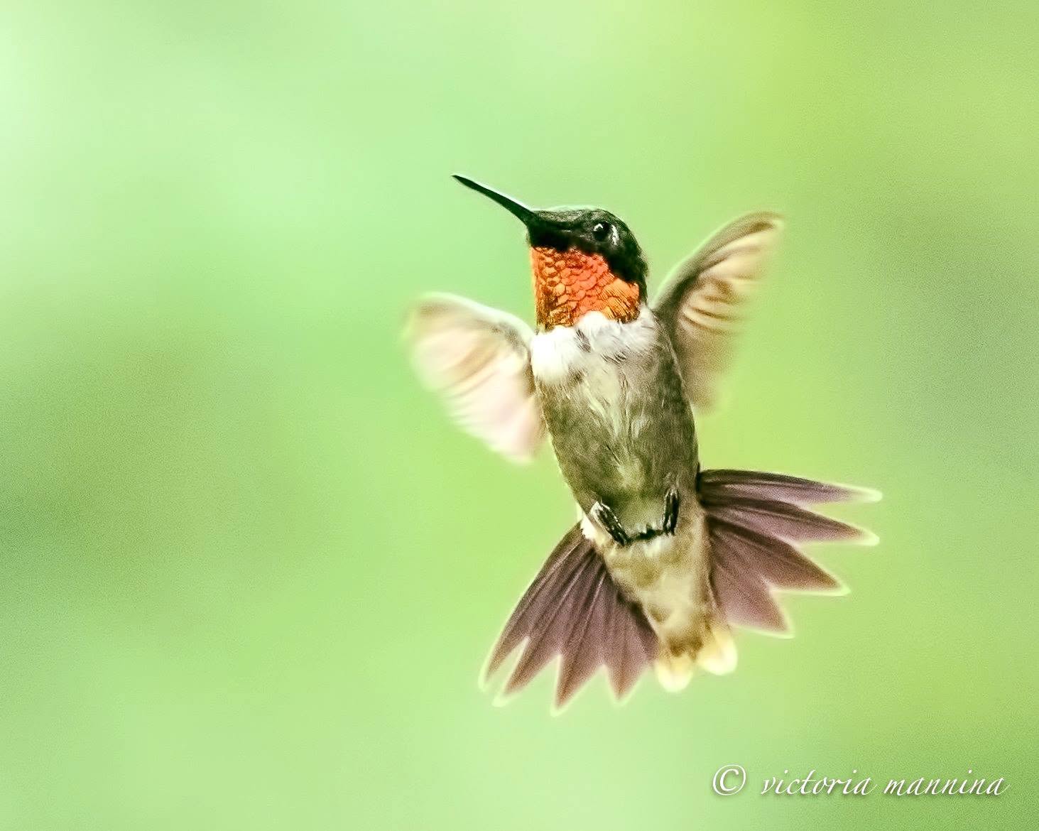 Male ruby-throated hummingbird hovering, wings spread