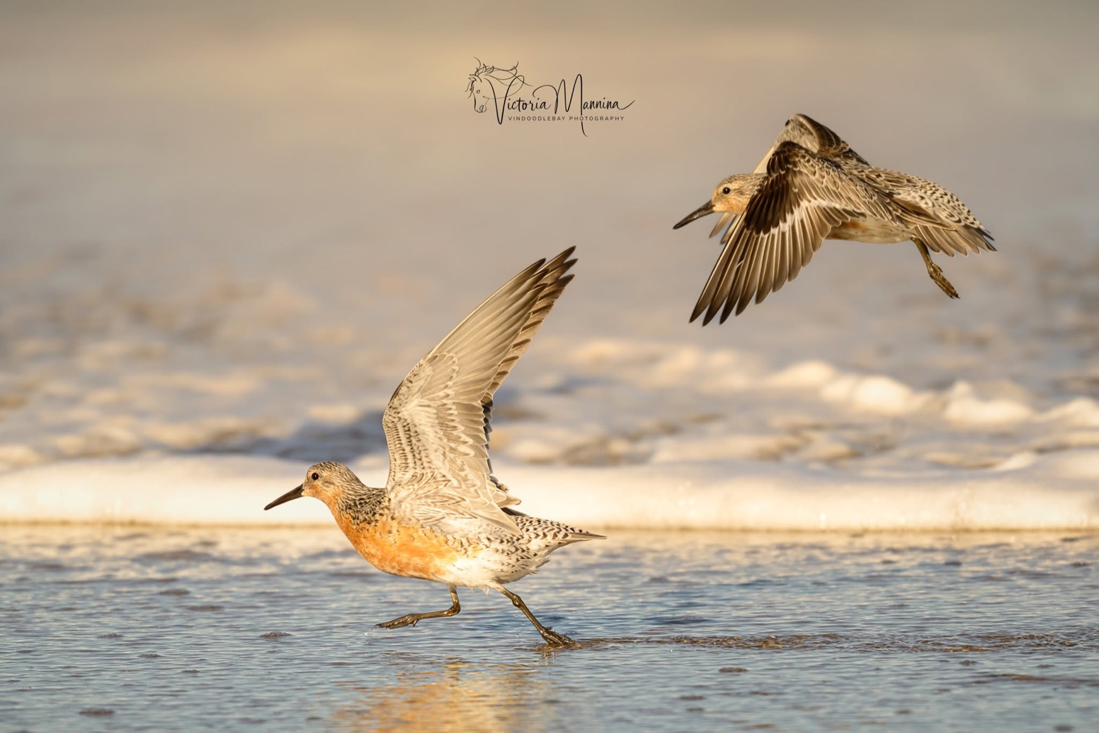 Two red knot shorebirds on wet sand, one taking flight