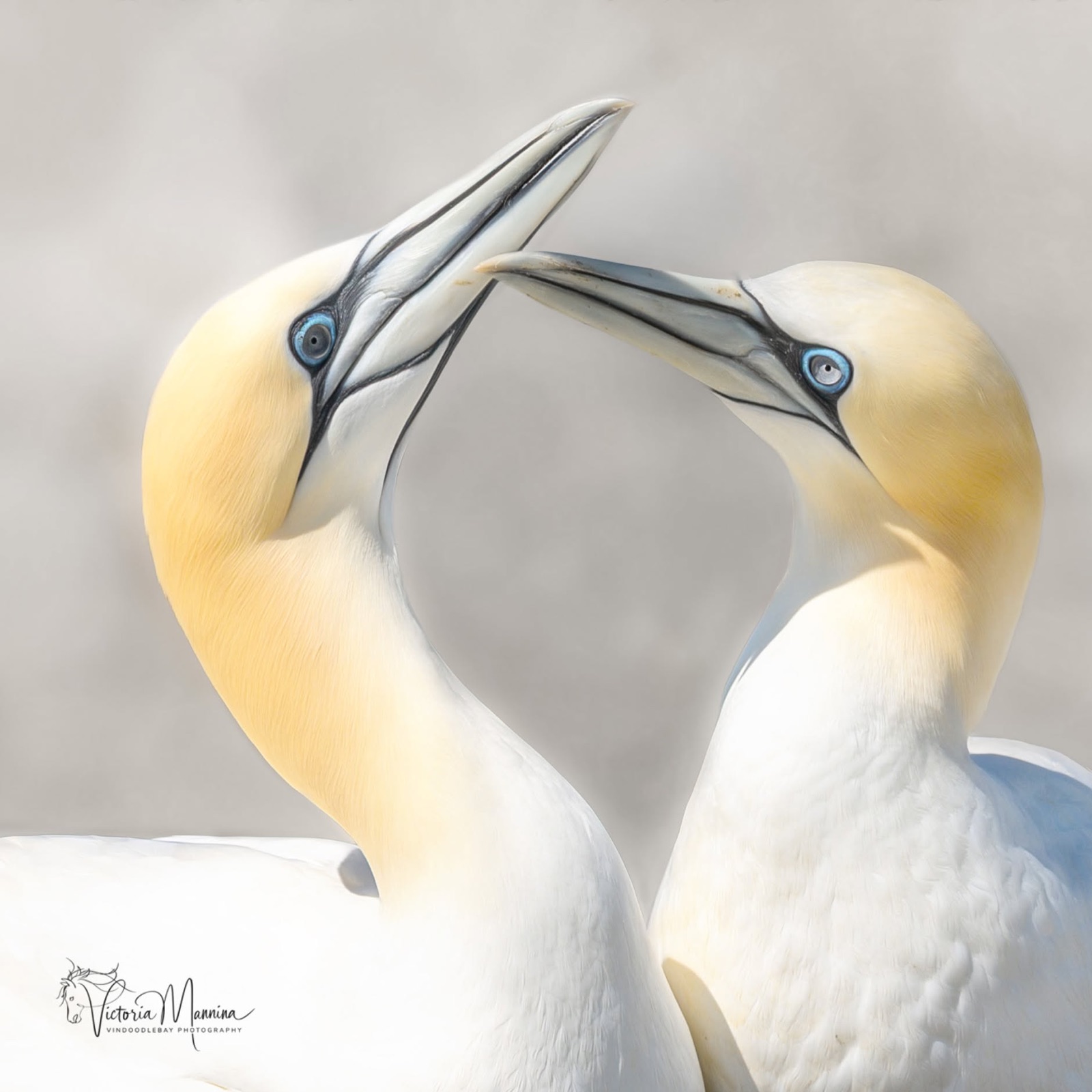 Two northern gannets face to face, beaks touching