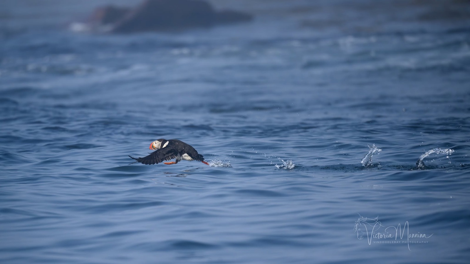 Atlantic puffin flying low just above ocean waves